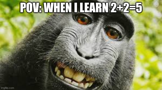 MONKI GOT BRAINS | POV: WHEN I LEARN 2+2=5 | image tagged in funny | made w/ Imgflip meme maker