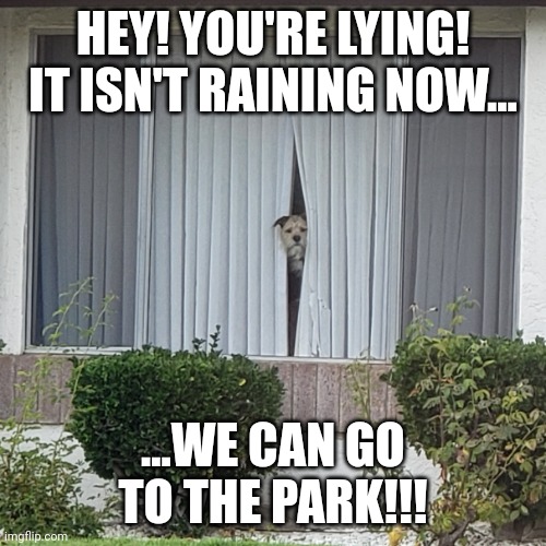 Curiosity Doggo | HEY! YOU'RE LYING! IT ISN'T RAINING NOW... ...WE CAN GO TO THE PARK!!! | image tagged in curiosity doggo | made w/ Imgflip meme maker