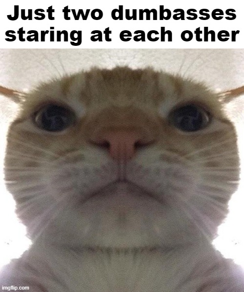 Staring Cat/Gusic | Just two dumbasses staring at each other | image tagged in staring cat/gusic | made w/ Imgflip meme maker