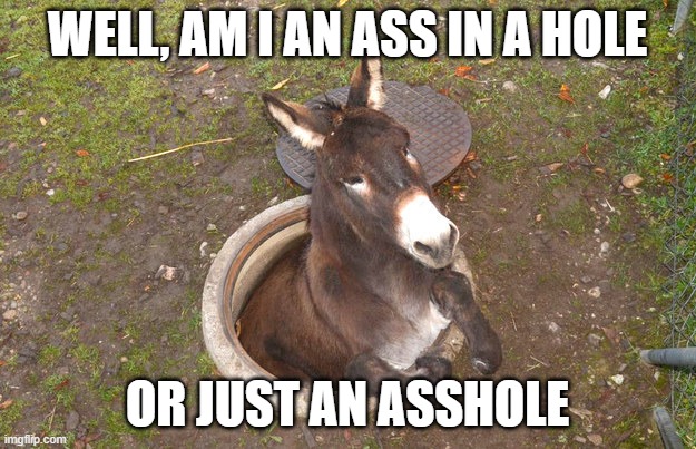 back to my hole horse | WELL, AM I AN ASS IN A HOLE; OR JUST AN ASSHOLE | image tagged in back to my hole horse | made w/ Imgflip meme maker