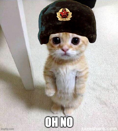 OH NO ITS RUSSIAN CAT | OH NO | image tagged in memes,cute cat | made w/ Imgflip meme maker