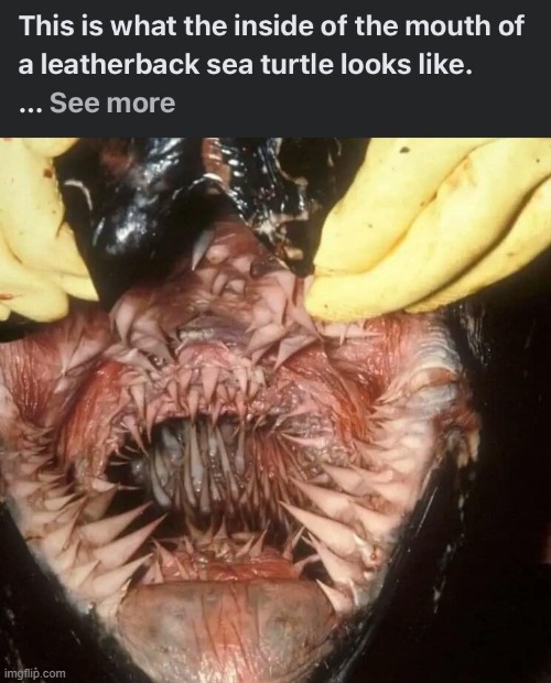 image tagged in horror | made w/ Imgflip meme maker