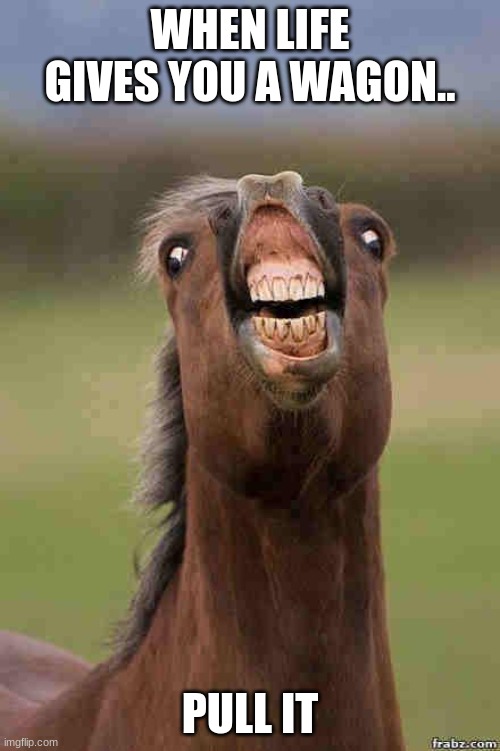 horse face | WHEN LIFE GIVES YOU A WAGON.. PULL IT | image tagged in horse face | made w/ Imgflip meme maker