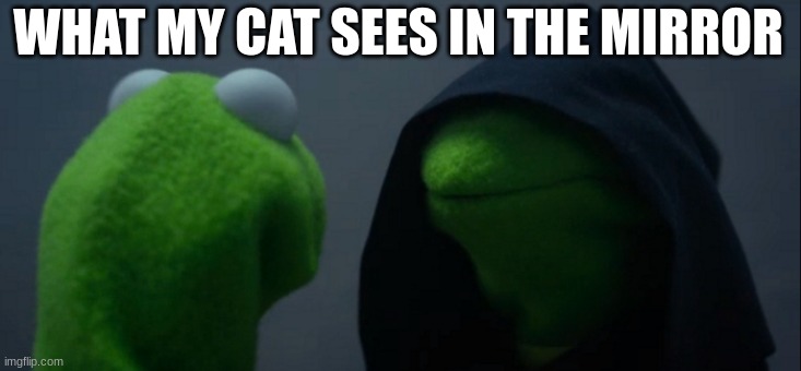 Evil Kermit | WHAT MY CAT SEES IN THE MIRROR | image tagged in memes,evil kermit | made w/ Imgflip meme maker
