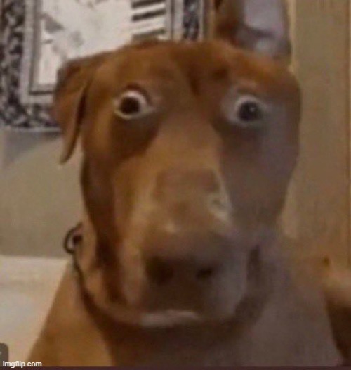 Surprised Dog | image tagged in surprised dog | made w/ Imgflip meme maker