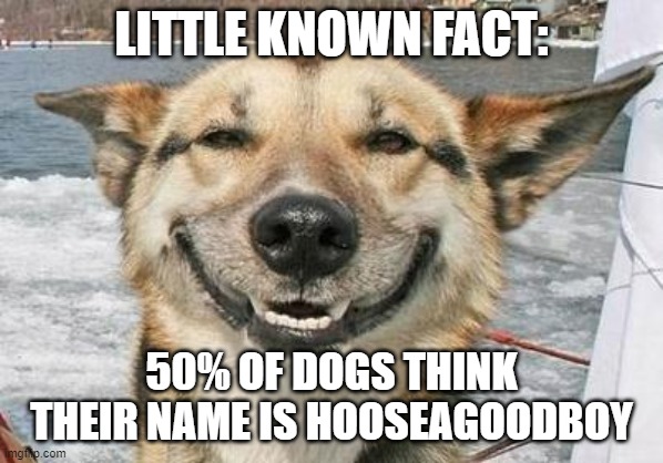 smiling dog | LITTLE KNOWN FACT:; 50% OF DOGS THINK THEIR NAME IS HOOSEAGOODBOY | image tagged in smiling dog | made w/ Imgflip meme maker