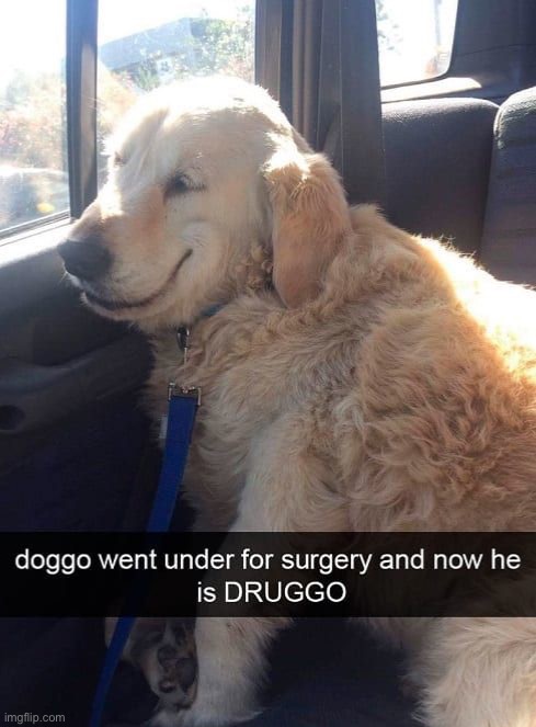 Druggo | image tagged in memes,funny,dogs | made w/ Imgflip meme maker