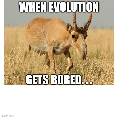 Antelope look weird fr | WHEN EVOLUTION; GETS BORED. . . | image tagged in memes,meme,funny memes,funny meme,evolution,animals | made w/ Imgflip meme maker