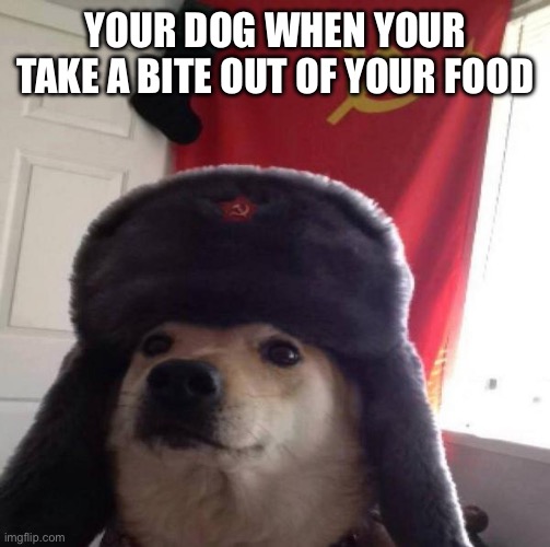 Russian Doge | YOUR DOG WHEN YOUR TAKE A BITE OUT OF YOUR FOOD | image tagged in russian doge | made w/ Imgflip meme maker