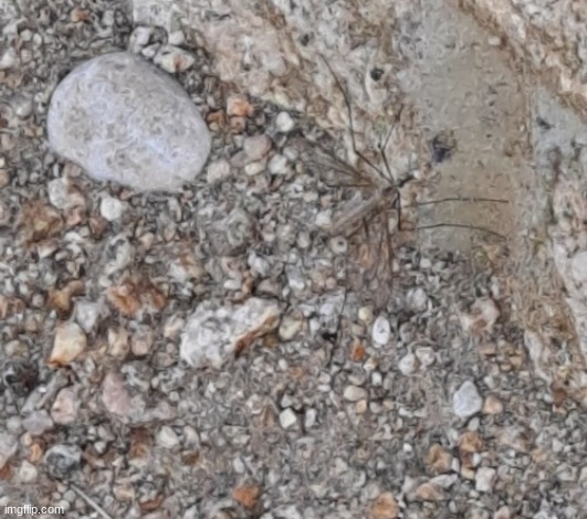 Crane Fly | image tagged in blud think he thp | made w/ Imgflip meme maker