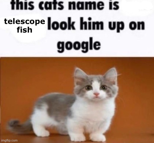 this cats name is x look him up on google | telescope fish | image tagged in this cats name is x look him up on google | made w/ Imgflip meme maker