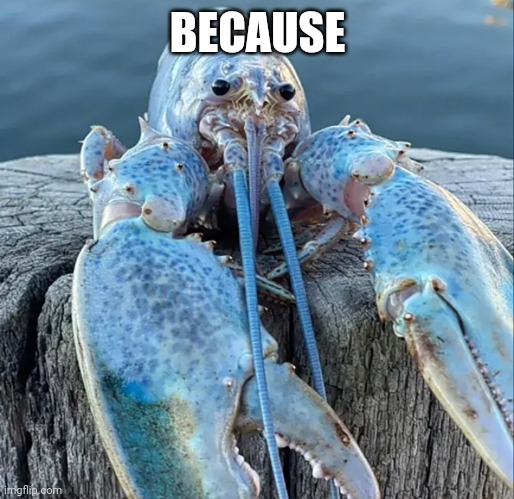 The Blue Lobster | BECAUSE | image tagged in the blue lobster | made w/ Imgflip meme maker