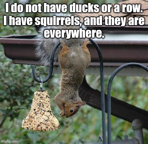 I Don't Have my Ducks In a Row | I do not have ducks or a row.
I have squirrels, and they are
everywhere. | image tagged in squirrel | made w/ Imgflip meme maker