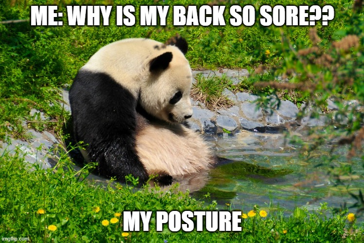 Bad Posture Panda | ME: WHY IS MY BACK SO SORE?? MY POSTURE | image tagged in posure,panda,back pain | made w/ Imgflip meme maker
