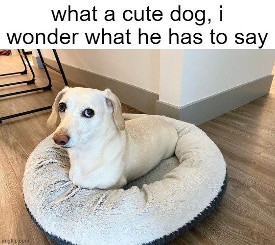 Homophobic dog 2 | what a cute dog, i wonder what he has to say | image tagged in homophobic dog 2 | made w/ Imgflip meme maker