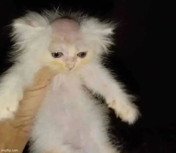 cat bald | image tagged in cat bald | made w/ Imgflip meme maker