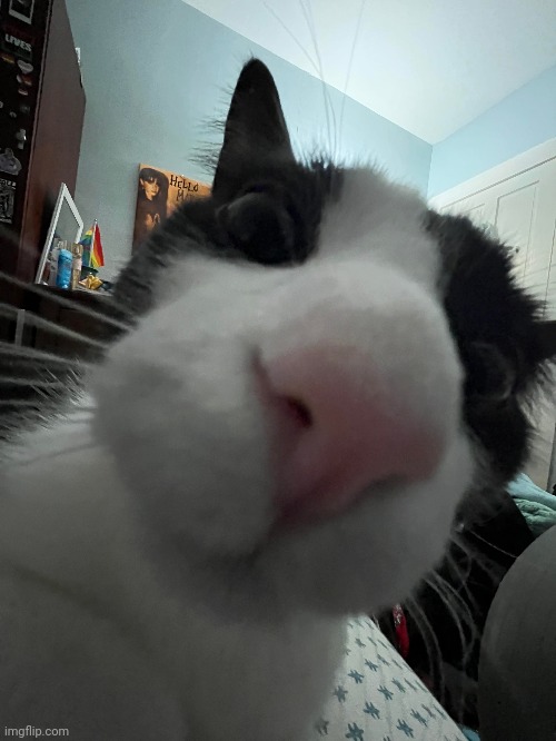 Snoot | made w/ Imgflip meme maker
