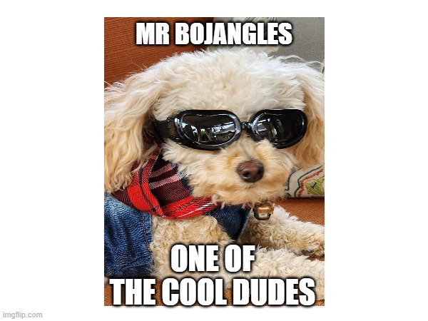 One of the Cool Dudes | MR BOJANGLES; ONE OF THE COOL DUDES | image tagged in cute dog | made w/ Imgflip meme maker