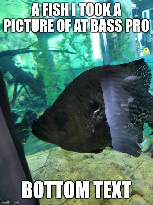 A FISH I TOOK A PICTURE OF AT BASS PRO; BOTTOM TEXT | made w/ Imgflip meme maker