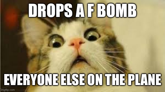 Cat | DROPS A F BOMB; EVERYONE ELSE ON THE PLANE | image tagged in funny animals | made w/ Imgflip meme maker