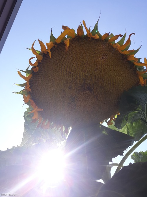 I took this in 2020 | image tagged in sun,sunflower,flower | made w/ Imgflip meme maker