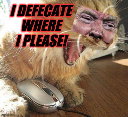 angry cat | I DEFECATE WHERE I PLEASE! | image tagged in angry cat | made w/ Imgflip meme maker