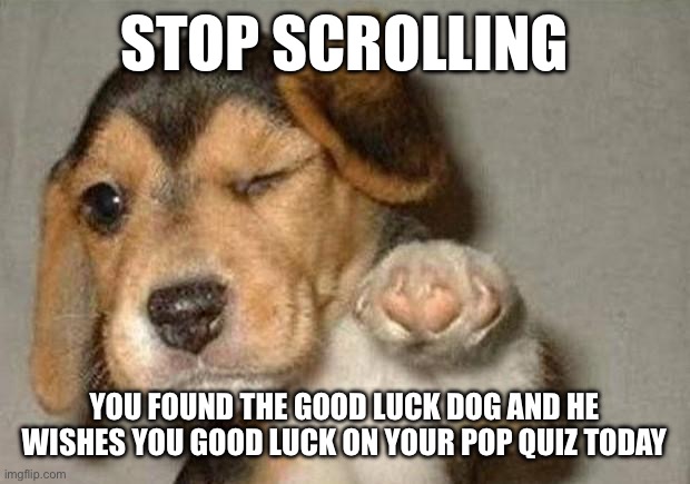 Good luck doggo | STOP SCROLLING; YOU FOUND THE GOOD LUCK DOG AND HE WISHES YOU GOOD LUCK ON YOUR POP QUIZ TODAY | image tagged in winking dog | made w/ Imgflip meme maker