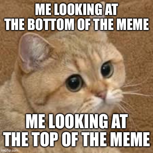 Cate | ME LOOKING AT THE BOTTOM OF THE MEME; ME LOOKING AT THE TOP OF THE MEME | image tagged in cate | made w/ Imgflip meme maker