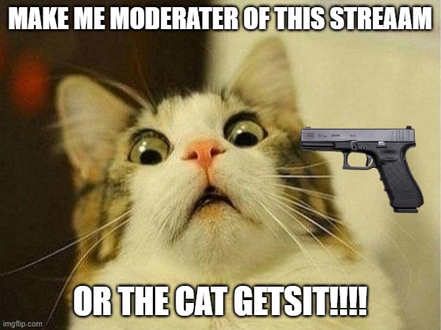 Scared Cat | MAKE ME MODERATER OF THIS STREAAM; OR THE CAT GETSIT!!!! | image tagged in memes,scared cat | made w/ Imgflip meme maker