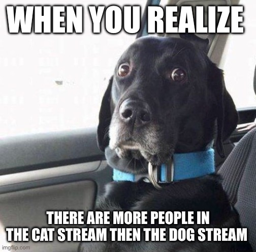 Dogs > cats | WHEN YOU REALIZE; THERE ARE MORE PEOPLE IN THE CAT STREAM THEN THE DOG STREAM | image tagged in suprised dog | made w/ Imgflip meme maker