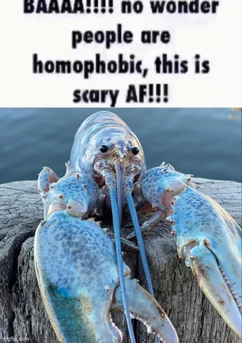 image tagged in the blue lobster | made w/ Imgflip meme maker