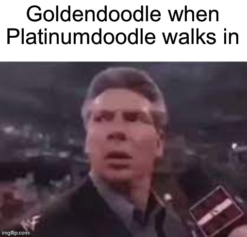 I have Mini Goldendoodle | Goldendoodle when Platinumdoodle walks in | image tagged in x when x walks in | made w/ Imgflip meme maker