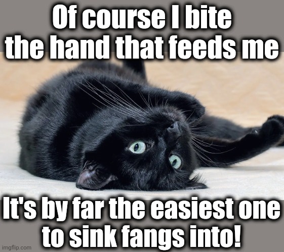 Black cat | Of course I bite the hand that feeds me; It's by far the easiest one
to sink fangs into! | image tagged in memes,black cat,bite the hand that feeds you | made w/ Imgflip meme maker