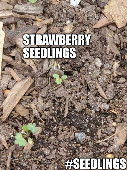 seedlings | STRAWBERRY SEEDLINGS; #SEEDLINGS | image tagged in strawberry | made w/ Imgflip meme maker