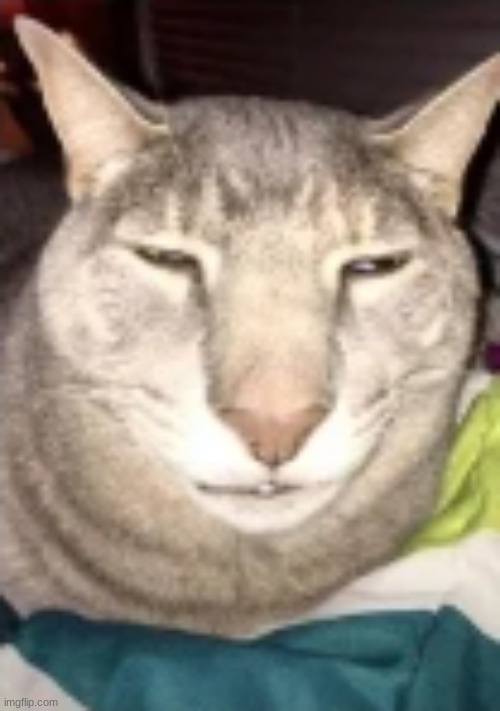 goofy cat | image tagged in goofy cat | made w/ Imgflip meme maker