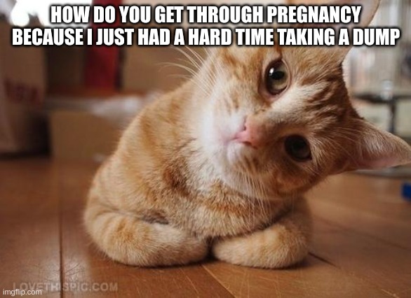 Hmm | HOW DO YOU GET THROUGH PREGNANCY BECAUSE I JUST HAD A HARD TIME TAKING A DUMP | image tagged in curious question cat | made w/ Imgflip meme maker