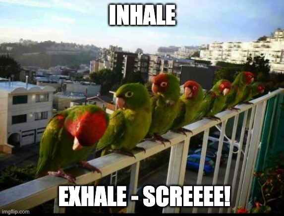 meditating bird | INHALE; EXHALE - SCREEEE! | image tagged in parrots,meditate | made w/ Imgflip meme maker