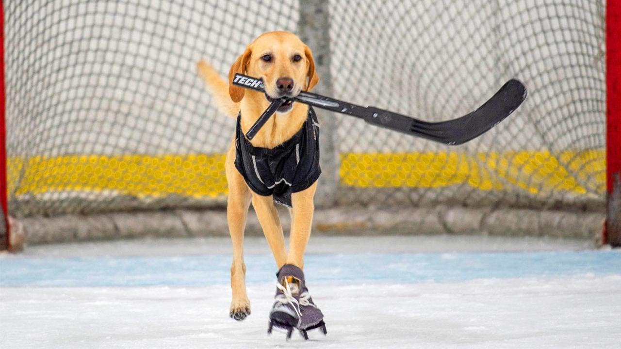 dog playing hockey Blank Meme Template