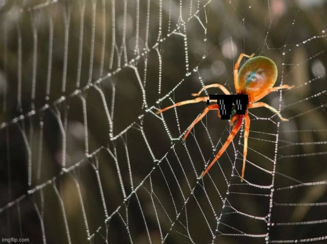 Spider On The Web | image tagged in spider on the web | made w/ Imgflip meme maker