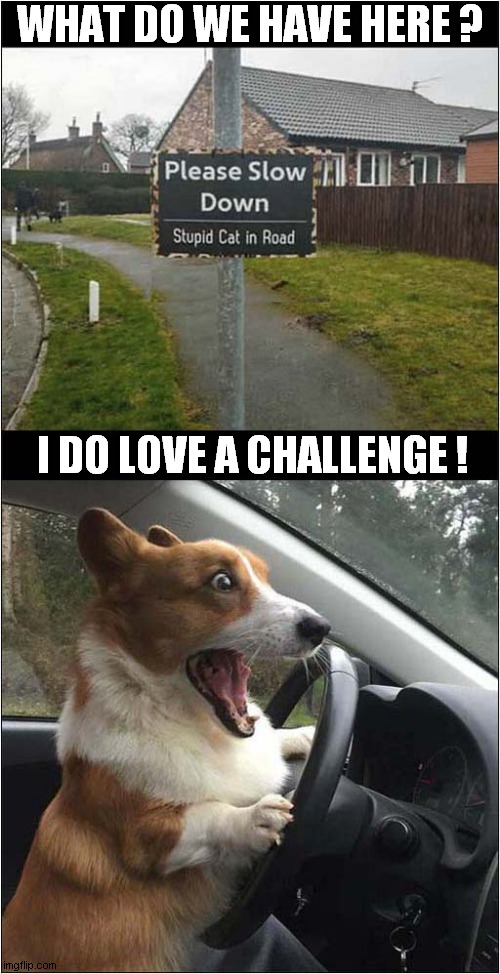 Stupid Cats Beware ! | WHAT DO WE HAVE HERE ? I DO LOVE A CHALLENGE ! | image tagged in dogs,driving,sign,stupid,cats | made w/ Imgflip meme maker