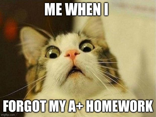 Scared Cat | ME WHEN I; FORGOT MY A+ HOMEWORK | image tagged in memes,scared cat | made w/ Imgflip meme maker