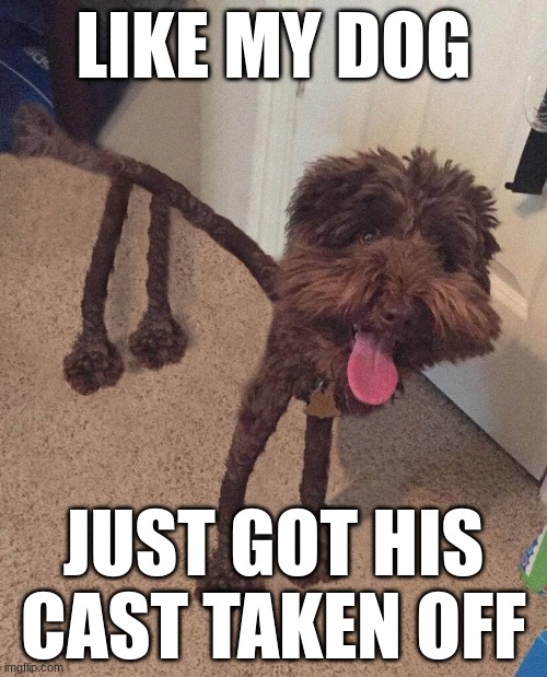 LIKE MY DOG; JUST GOT HIS CAST TAKEN OFF | made w/ Imgflip meme maker