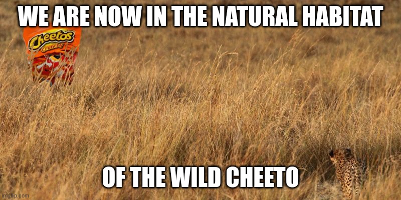 cheeto safari | WE ARE NOW IN THE NATURAL HABITAT; OF THE WILD CHEETO | image tagged in wild cheetos | made w/ Imgflip meme maker