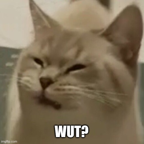 WUT? | image tagged in cat | made w/ Imgflip meme maker