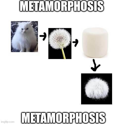 METAMORPHOSIS METAMORPHOSIS | made w/ Imgflip meme maker