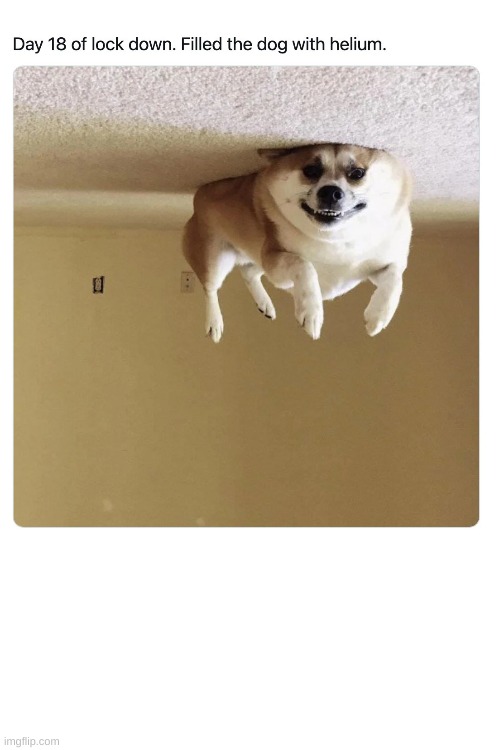 he never comin down | image tagged in dogs | made w/ Imgflip meme maker