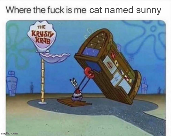 where she go tho | cat named sunny | image tagged in where the f k is me x | made w/ Imgflip meme maker