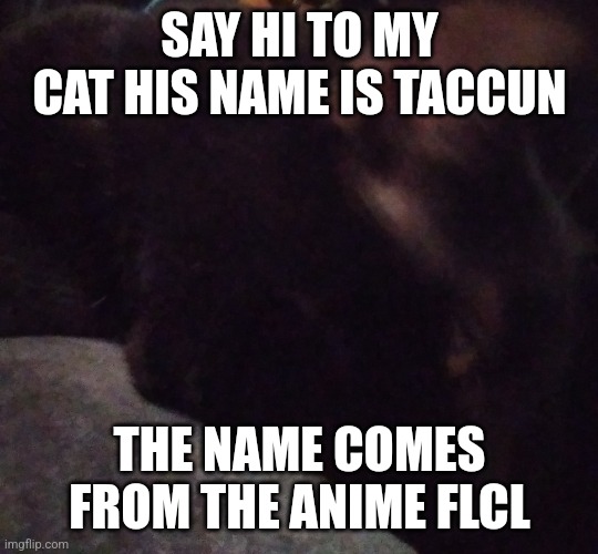 It's technically not my first cat but it is certainly a worthy cat. | SAY HI TO MY CAT HIS NAME IS TACCUN; THE NAME COMES FROM THE ANIME FLCL | image tagged in cats | made w/ Imgflip meme maker