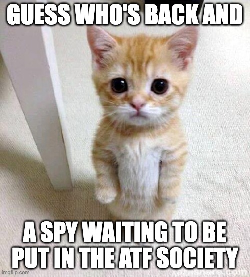 Cute Cat Meme | GUESS WHO'S BACK AND; A SPY WAITING TO BE PUT IN THE ATF SOCIETY | image tagged in memes,cute cat | made w/ Imgflip meme maker
