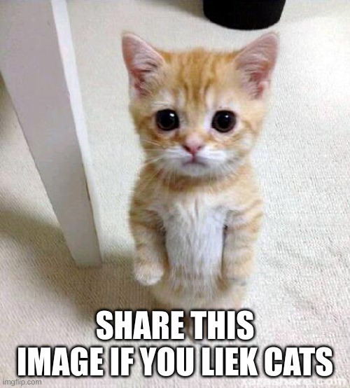 cat | SHARE THIS IMAGE IF YOU LIEK CATS | image tagged in memes,cute cat | made w/ Imgflip meme maker